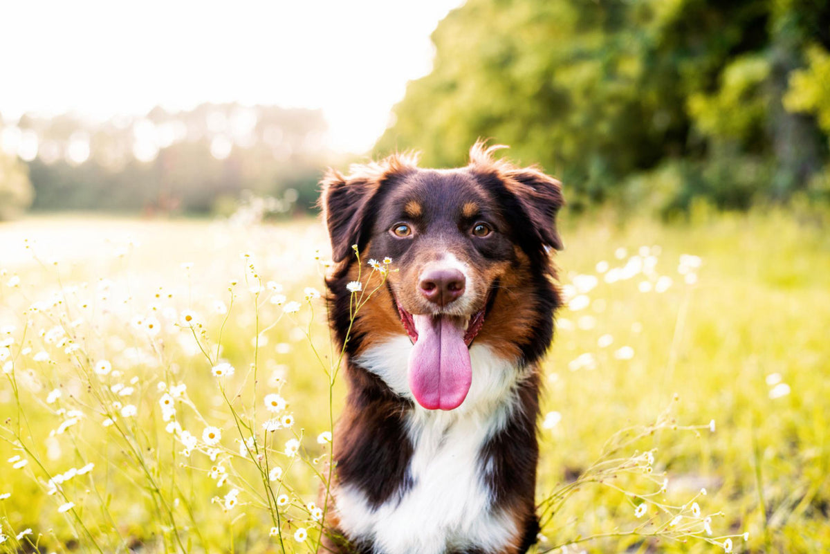 Happy dog enjoying the outdoors
