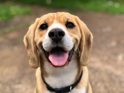 Milo
