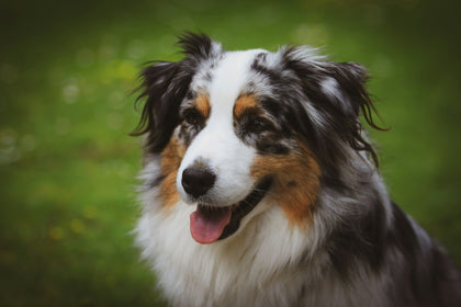 Cooper